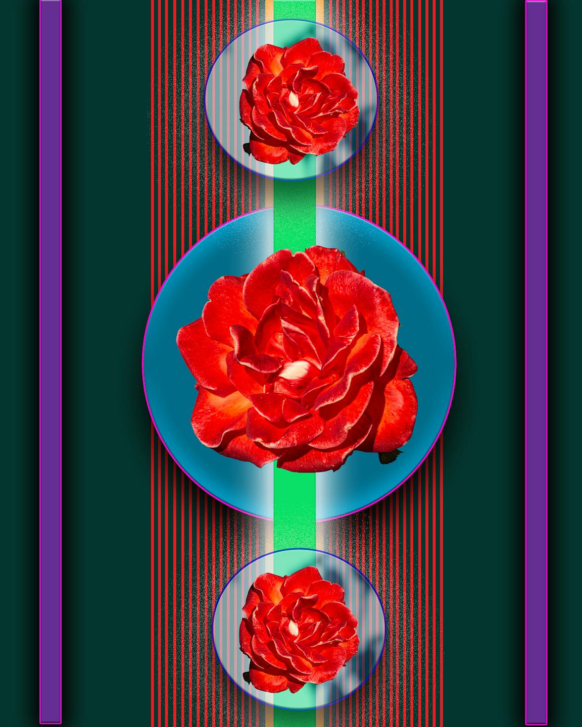 A collage of various red roses within blue circles.